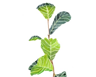 Fiddle Leaf Fig