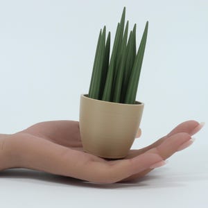 May include: A small, beige-colored pot filled with several green, pointed plant stems. The pot is held in an open hand against a white background. The plant stems are a darker shade of green.