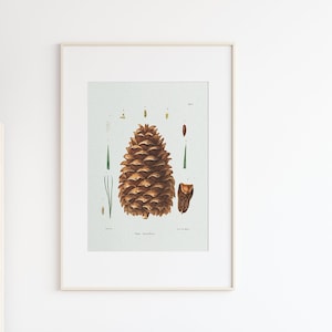 Decorative wall poster botanical illustration vintage pine casserole