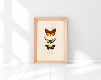 Decorative poster printable butterflies vintage illustration