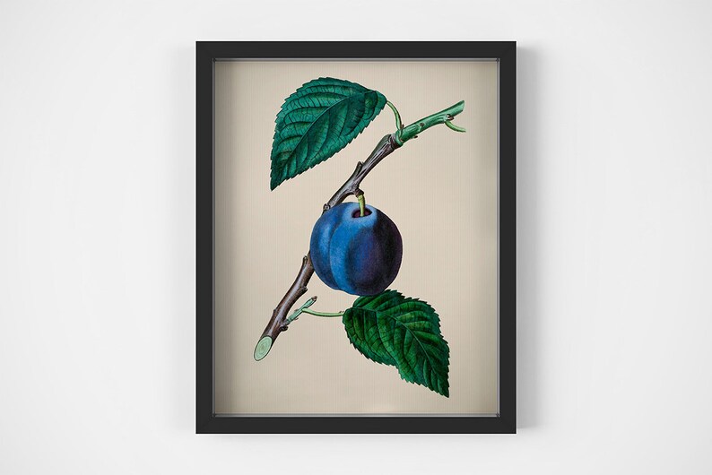 Berries printable Set of 4 prints Home wall decor Fruits art Vintage Apple print Four prints Print set Pear wall art Kitchen prints