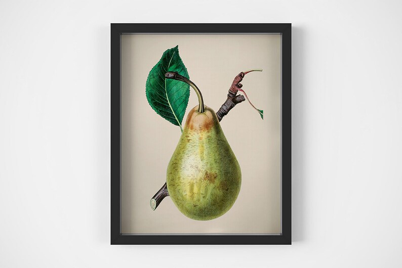 Berries printable Set of 4 prints Home wall decor Fruits art Vintage Apple print Four prints Print set Pear wall art Kitchen prints