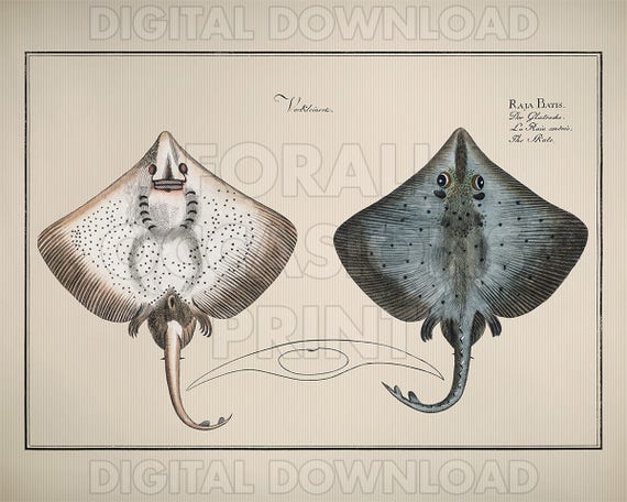 Wall Art Prints Vintage Fish Print Fish Art Nautical Etsy