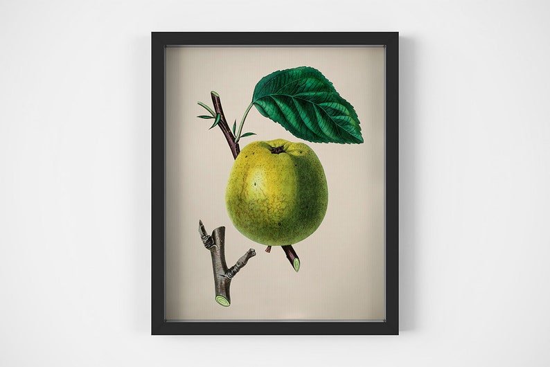 Berries printable Set of 4 prints Home wall decor Fruits art Vintage Apple print Four prints Print set Pear wall art Kitchen prints
