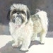 Shih Tzu painting, Shih Tzu art, Shih Tzu watercolor, shitsu art, shitzu art, black and white Shih Tzu 