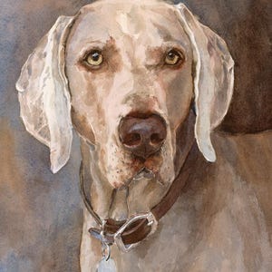 May include: Watercolor painting of a Weimaraner dog with a brown leather collar and a silver tag. The dog has light gray fur, a brown nose, and amber eyes. The background is a blend of brown and blue hues.