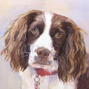 English Springer Spaniel Art, Springer Spaniel print, Springer Spaniel watercolor painting