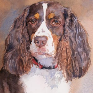 English Springer Spaniel Art Print: Giclee Dog Portrait