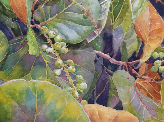 Sea Grapes Watercolor Painting: Coastal Beach House Art Print