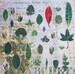 36 Piece Green Leaves Sticker Sheets | Leaf Stickers | Real Leaves | Craft | Scrapbooking | Bullet Journal | Washi Tape |  Floral | Bujo 