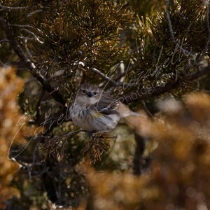 May include: A small, yellow-throated warbler bird perched on a branch of a brown, leafy tree. The bird is looking directly at the camera.