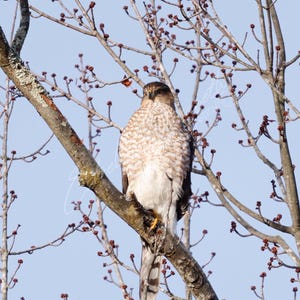 Coopers Hawk Photo, Hawk, Photogenic Bird, Bird of Prey, Bird Photography, Hawk Photography, Wildlife Photography, Bird Wall Art, Bird Lover