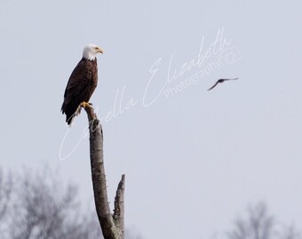 Bald Eagle Photo, American Bald Eagle Photo, Wildlife Photography, Bald Eagle Photo, Bird Photography, Bird of Prey, Digital Download