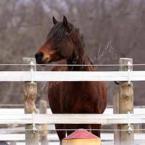 Horse Digital Download Photo, Brown Horse Photography, Equestrian Photography, Farmhouse Wall Art, Horse Lover Wall Art, Animal Photography