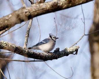 Blue Jay Chilling on the Branch, Blue Jay Photography, Nature Wildlife Photography, Blue Jay wall Art, Blue Bird Photo, Bird Photography