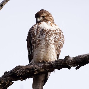 Red-Tailed Hawk Perched on Branch, Red-Tailed Hawk Photo, Bird of Prey, Wildlife Photography, Bird Photography, Hawk Photo, Digital Download
