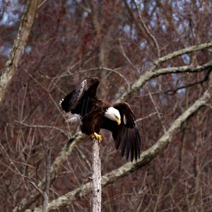 Aquila calva atterra, aquila calva americana, fotografia di aquila calva, fotografia naturalistica, fotografia di uccelli, uccelli rapaci, arte murale