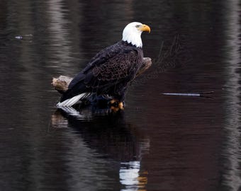 Majestic Bald Eagle Digital Download Wildlife Photography Print | Nature Wall Art for Home Decor | American Bird of Prey Photo