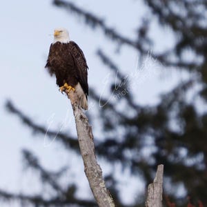 Aquila calva americana appollaiata su un albero, fotografia di aquila calva, foto di aquila calva americana, fotografia naturalistica, fotografia di uccelli, uccello rapace