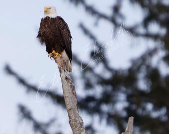 American Bald Eagle Perched on Tree, Bald Eagle Photography, American Bald Eagle Photo, Wildlife Photography, Bird Photography, Bird of Prey