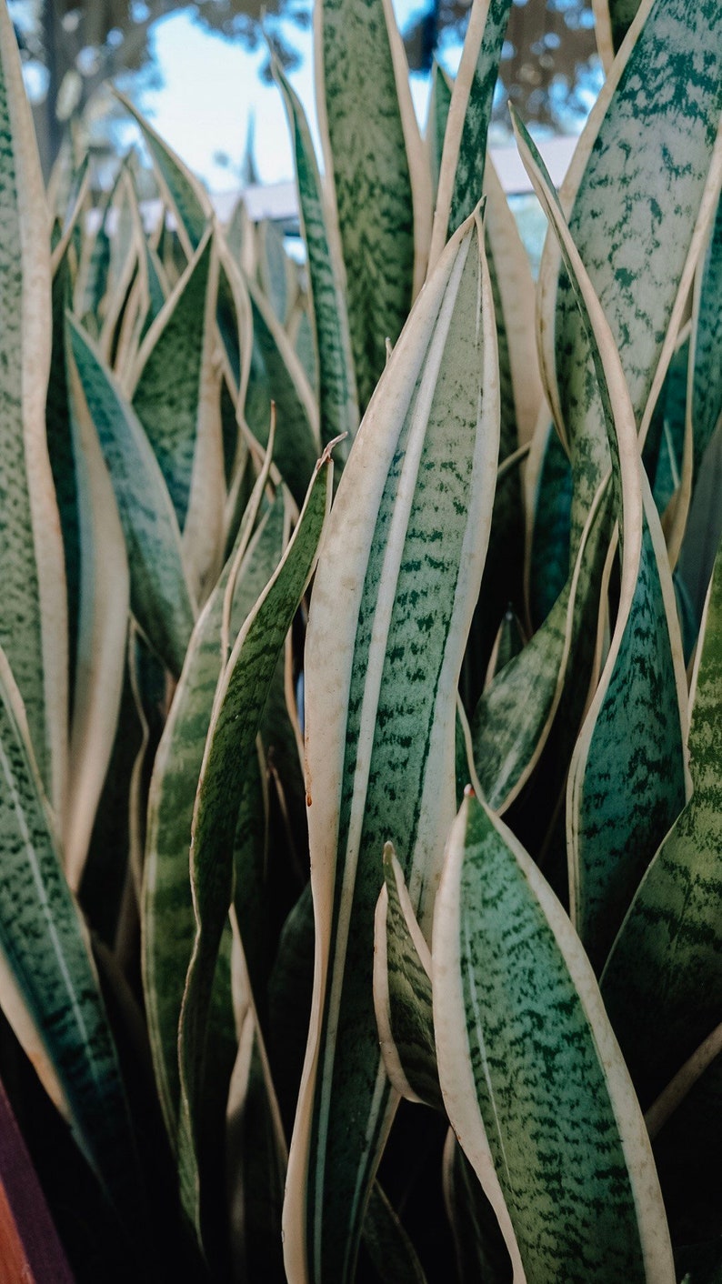 1 Sansevieria trifasciata leaf cutting Snake Plant leaf Etsy