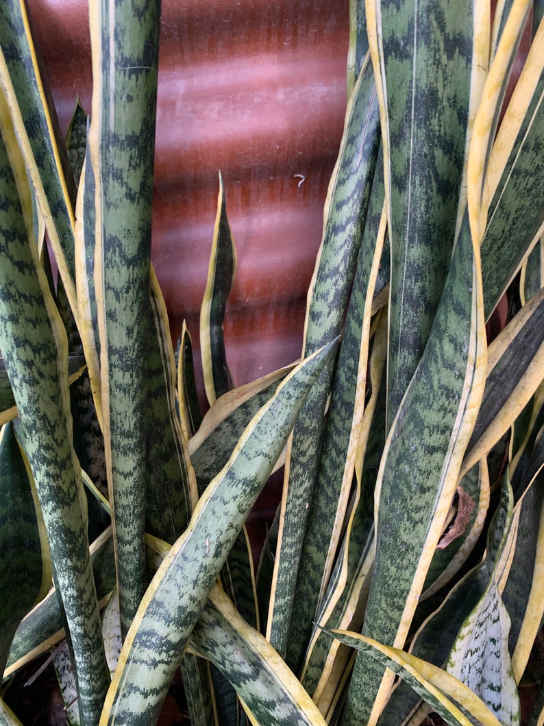 sansevieria trifasciata