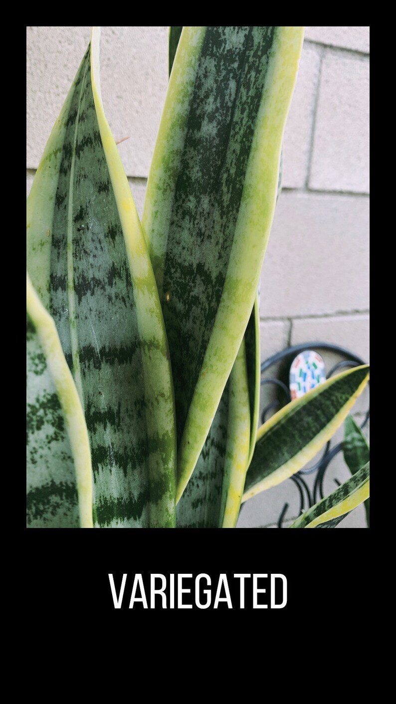 1 Sansevieria trifasciata leaf cutting Snake Plant leaf Etsy