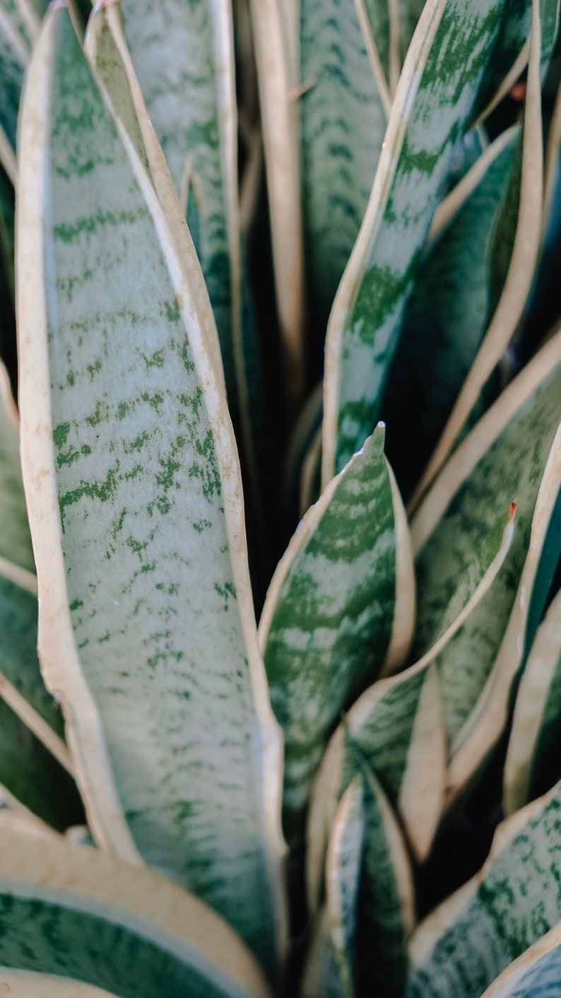 1 Sansevieria trifasciata leaf cutting Snake Plant leaf Etsy