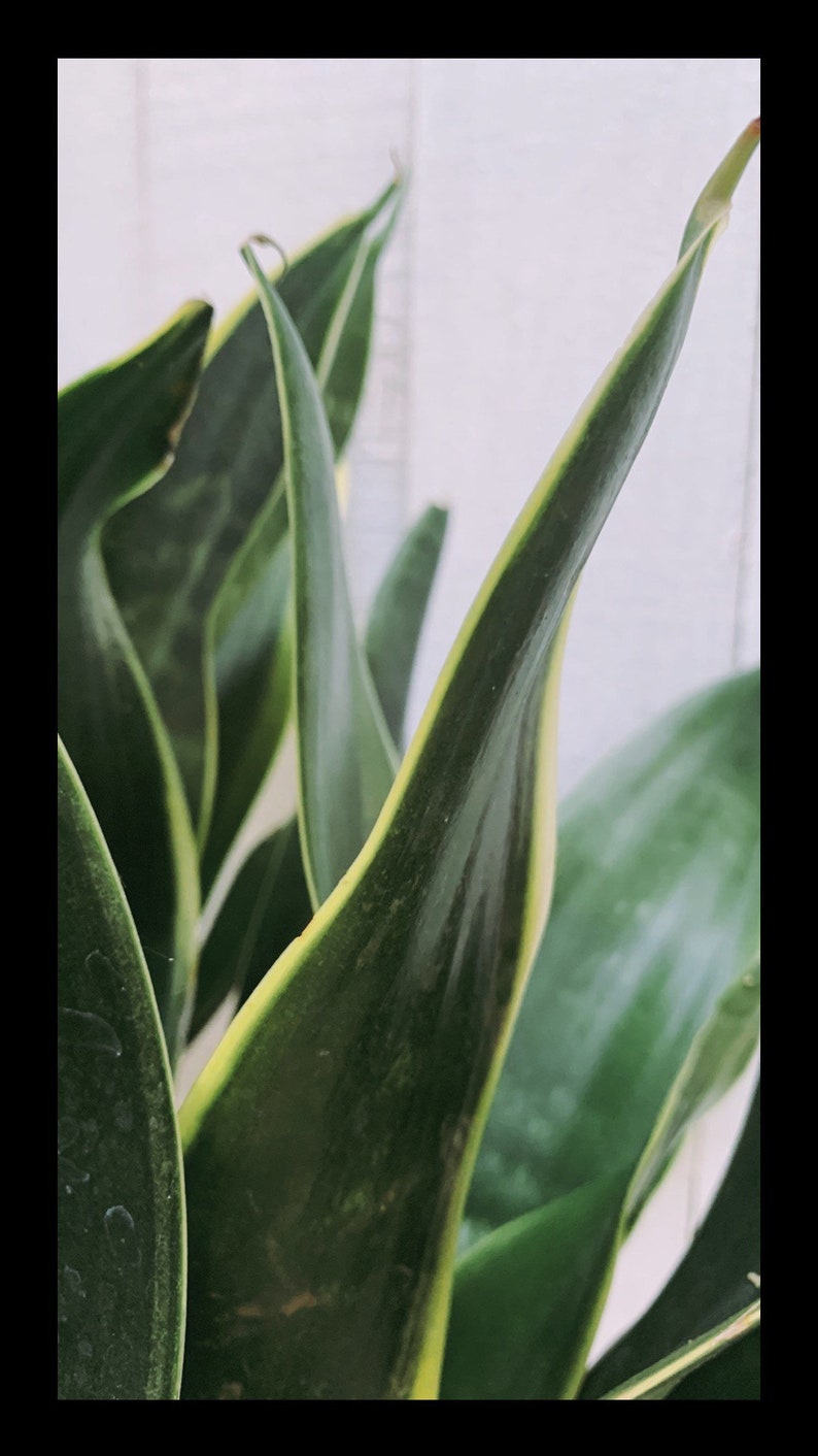 1 Sansevieria trifasciata leaf cutting Snake Plant leaf Etsy