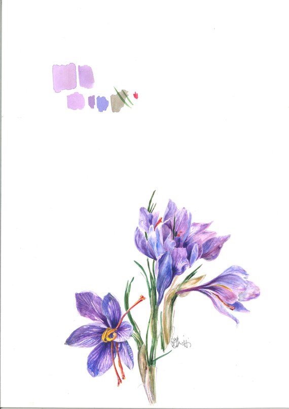 Fleur De Safran Aquarelle Originale Impression Crocus Sativa Botaniques Fleur De Safran Art Botanique Aquarelle Safran