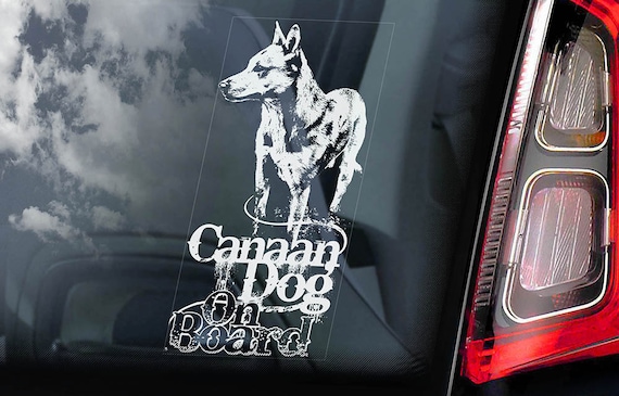 Canaan Dog on Board - Car Window Sticker -  Ancient Pariah Sign Decal Gift Art - V01