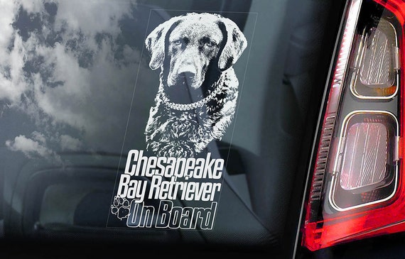 Chesapeake Bay Retriever on Board - Car Window Sticker - Chessie CBR Dog Sign Decal - V01