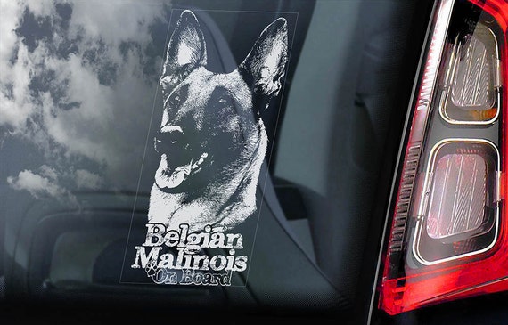 Belgian Malinois on Board - Car Window Sticker - Mechelse Herder Security K9 Dog Sign Decal  -V16