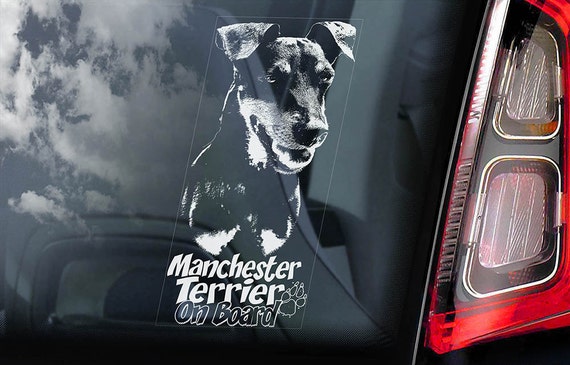 Manchester Terrier on Board - Car Window Sticker - Dog Sign Decal Gift - V02