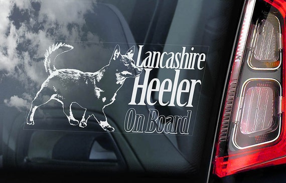 Lancashire Heeler on Board - Car Window Sticker - Ormskirk Terrier Dog Sign Decal Art Gift - V01