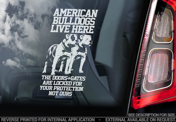 American Bulldogs Live Here - Car Window Sticker - Beware of the Dog Bully Sign Decal - V06