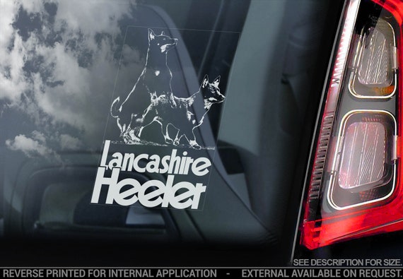 Lancashire Heelers on Board - Car Window Sticker - Ormskirk Terrier Dog Sign Bumper Decal - V03
