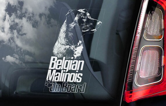 Belgian Malinois on Board - Car Window Sticker - Mechelse Herder Security K9 Dog Sign Decal  -V11