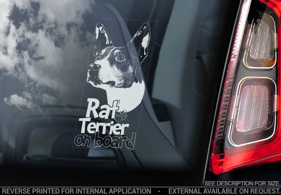 Rat Terrier on Board - Car Window Sticker - American Ratting Dog Sign Bumper Decal - V01