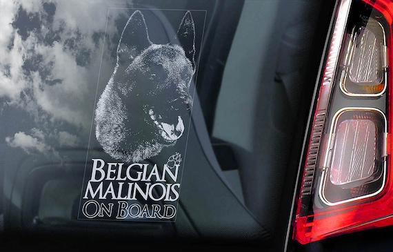 Belgian Malinois on Board - Car Window Sticker - Mechelse Herder Security K9 Dog Sign Decal  -V19