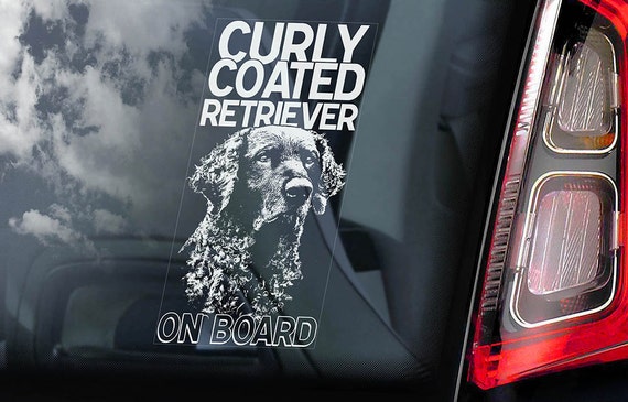 Curly Coated Retriever on Board - Car Window Sticker - CCR Sign Art Decal - V01