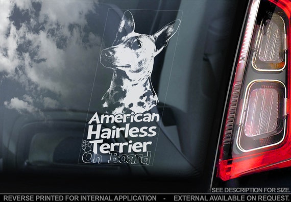 American Hairless Terrier on Board - Car Window Sticker - AHT Dog Sign Decal Gift - V01