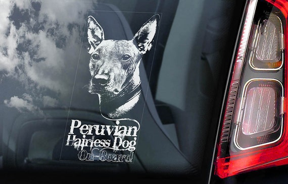 Peruvian Hairless Dog on Board - Car Window Sticker - Perro Sin Pelo Inca Orchid Sign Decal - V01