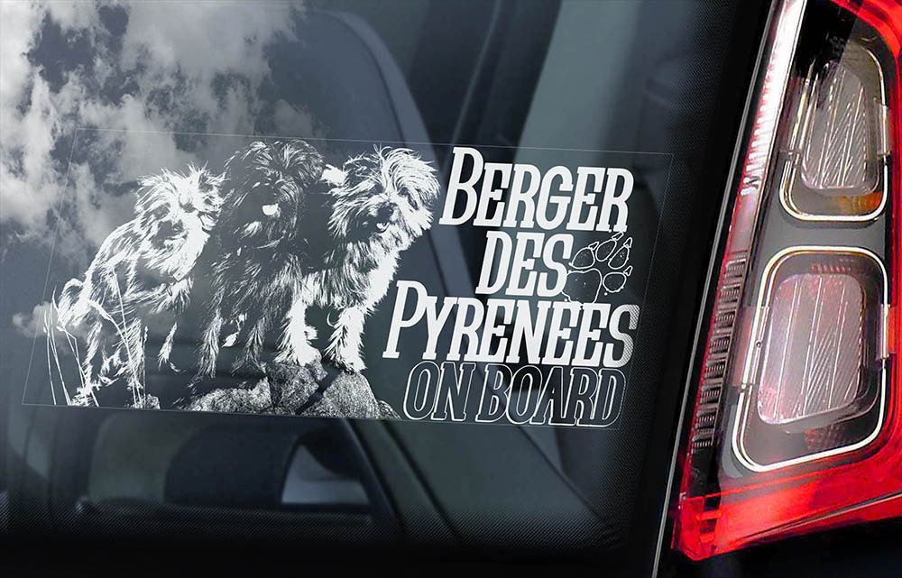 Border Collie à bord voiture fenêtre chien signe Berger écossais