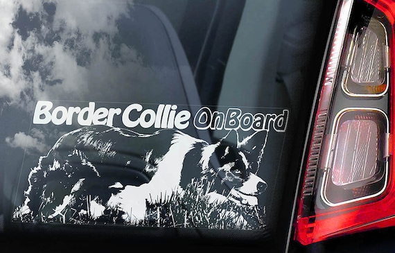 Border Collie on Board - Car Window Sticker - Dog Sign Scottish Sheepdog Decal  -V02