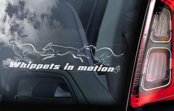 Whippets in Motion - Car Window Sticker - English Whippet Snap Dog on Board Sign Decal - V04