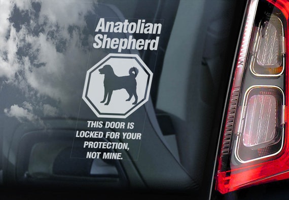 Anatolian Shepherd on Board - Car Window Sticker - Dog Security Sign Decal Gift - V02