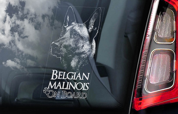 Belgian Malinois on Board - Car Window Sticker - Mechelse Herder Security K9 Dog Sign Decal  -V18