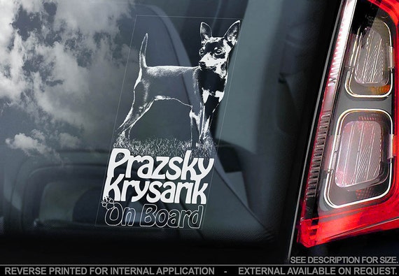 Prazsky Krysarik on Board - Car Window Sticker - Pražský Krysařík Prague Ratter Dog Sign Decal - V01