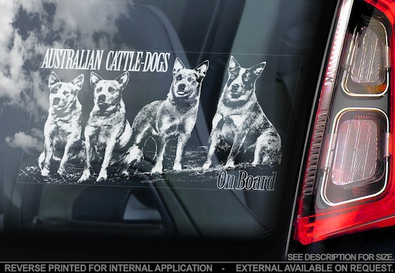 Australian Cattledogs on Board - Car Window Sticker - Cattle Dogs Sign Decal Gift - V01